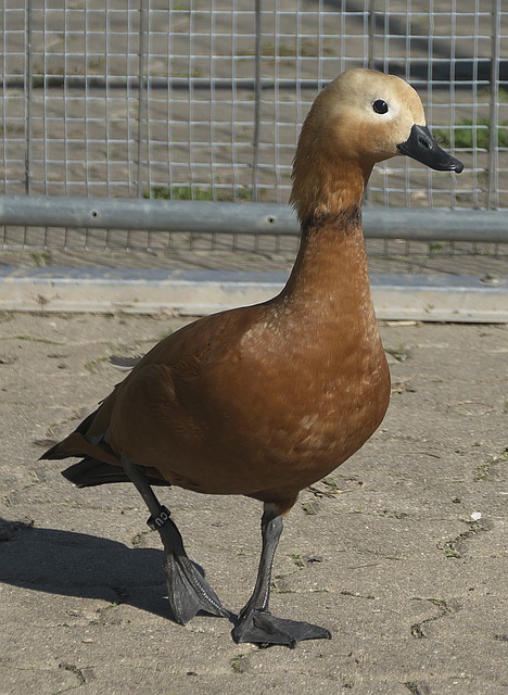 比如
